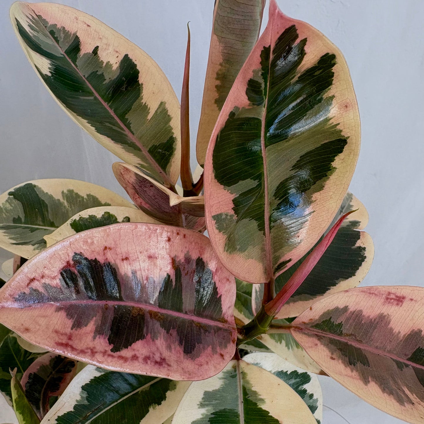 Ficus Tineke Plant