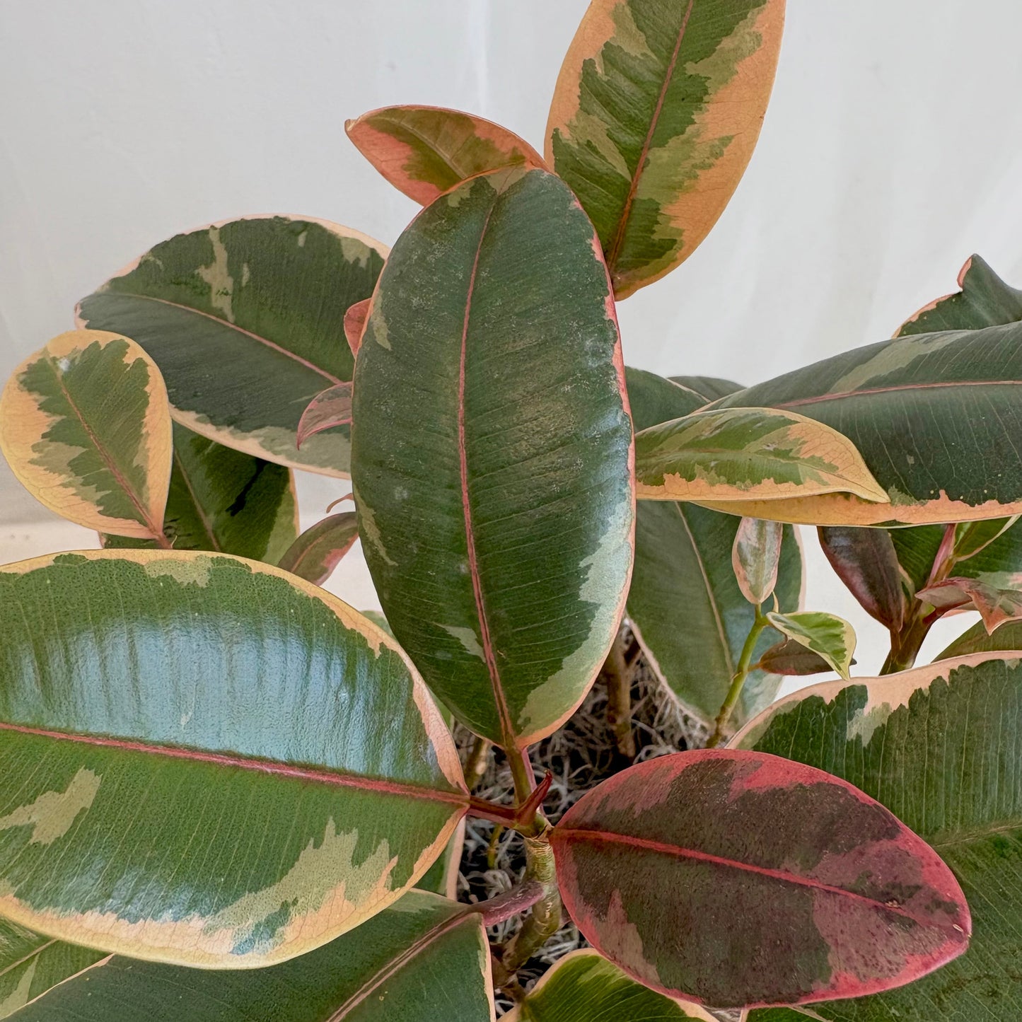 Ficus Ruby Plant