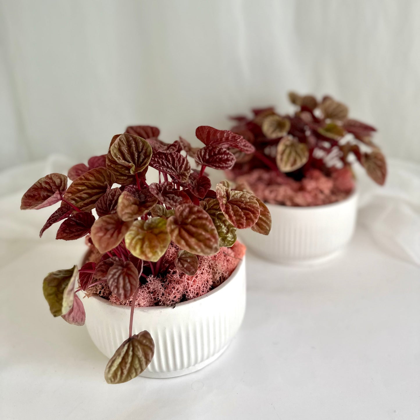 Peperomia in White Ribbed Pot