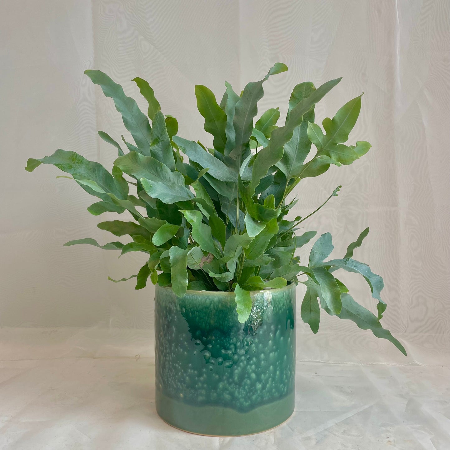 Blue Star Fern