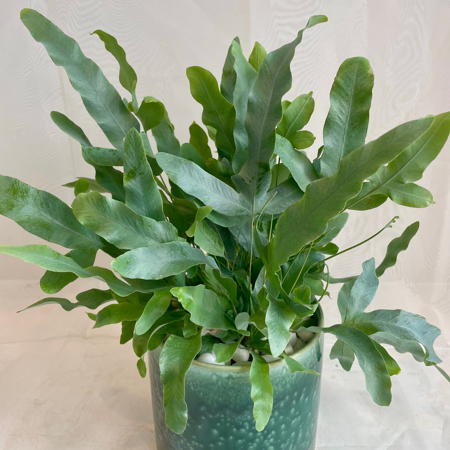 Blue Star Fern