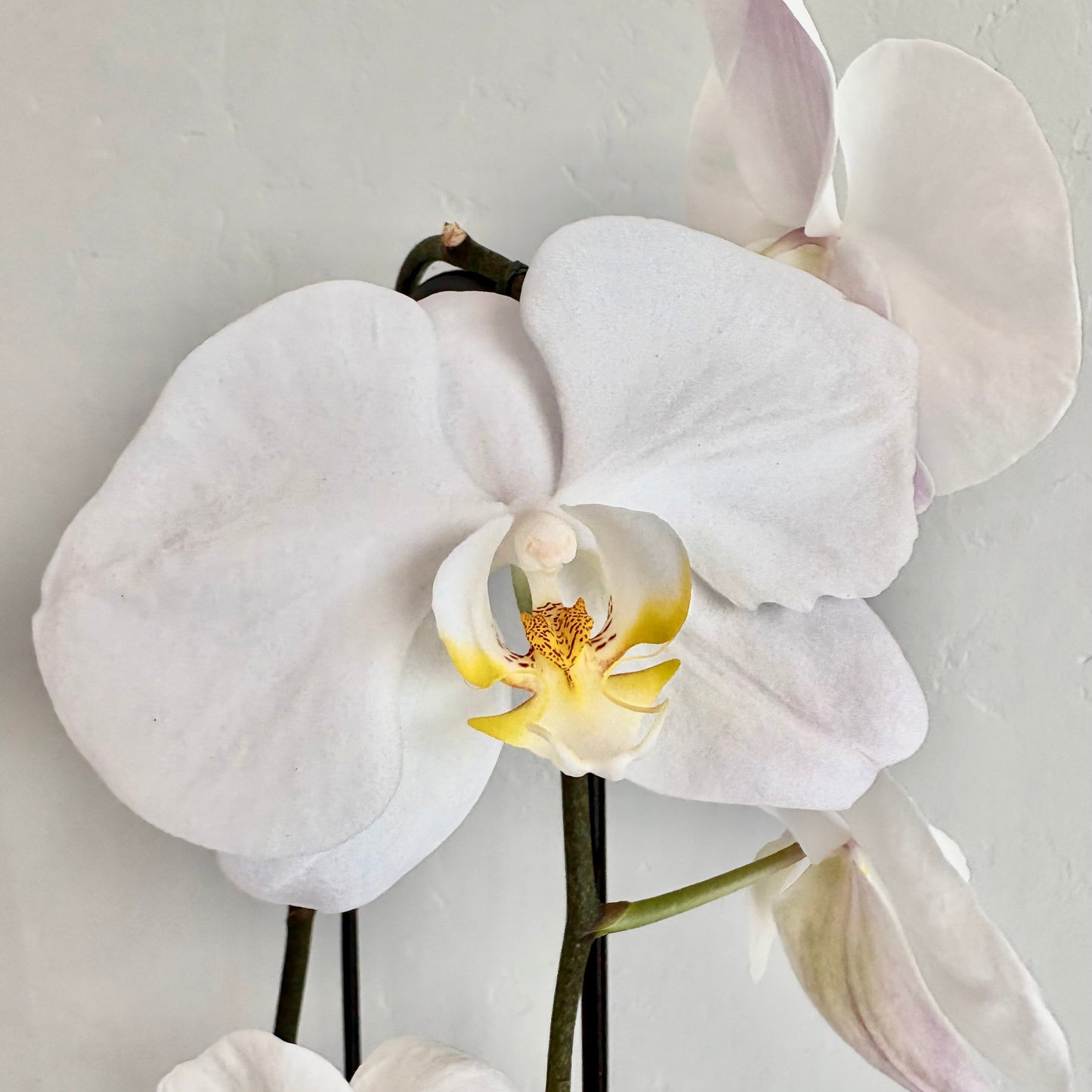 White Single Stem Orchid in Footed Pot