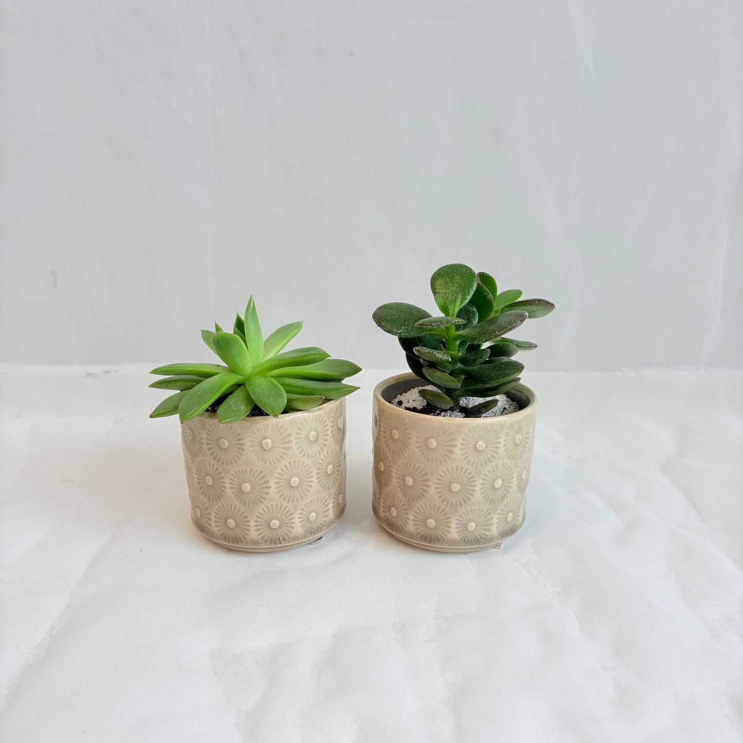 Mini Assorted Succulent in Embossed Pots