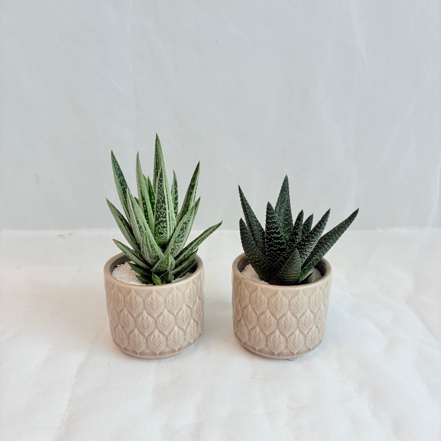 Mini Assorted Succulent in Embossed Pots