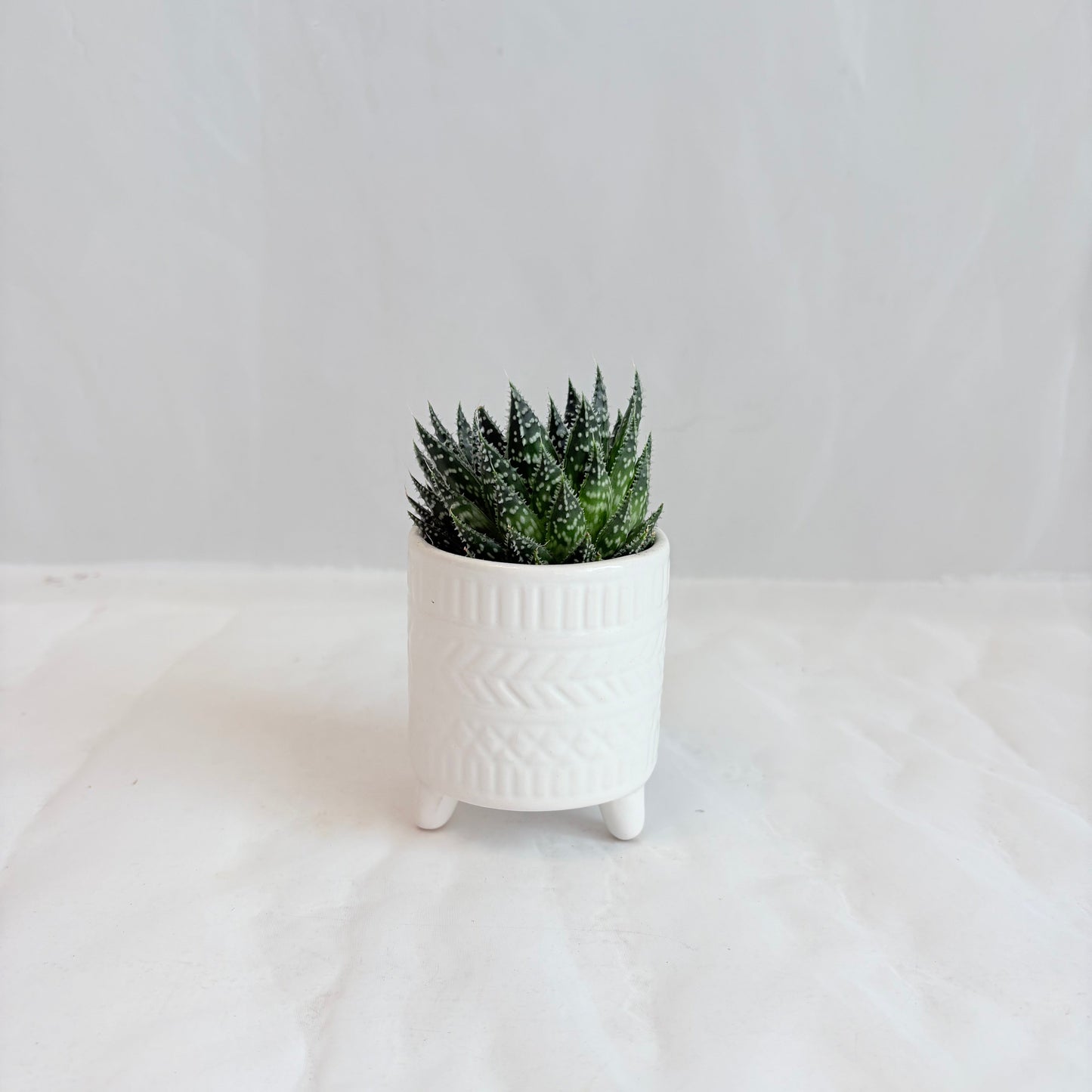 Mini Succulent in White Footed Pot