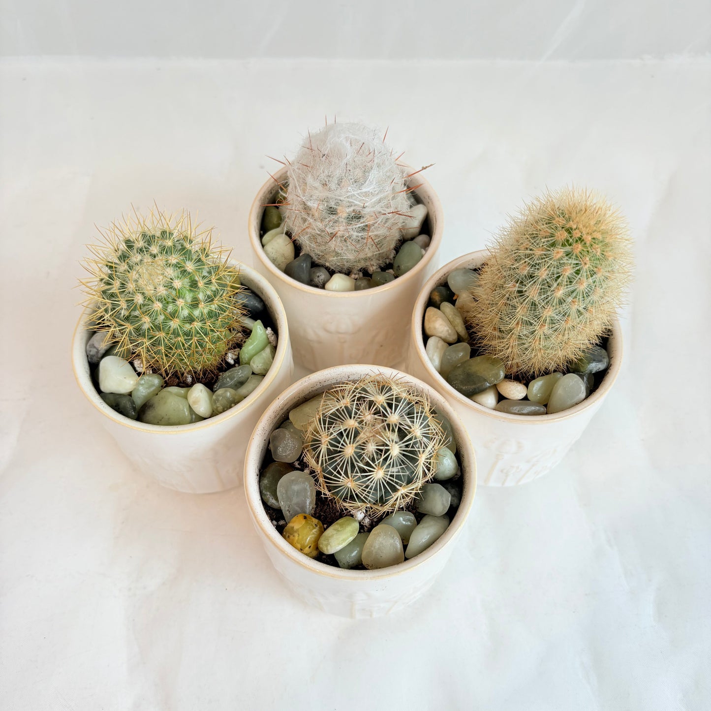 Mini Cacti in Embossed Ceramic Pot