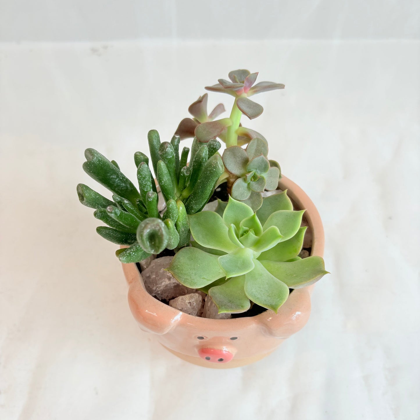 Peppa's Planter