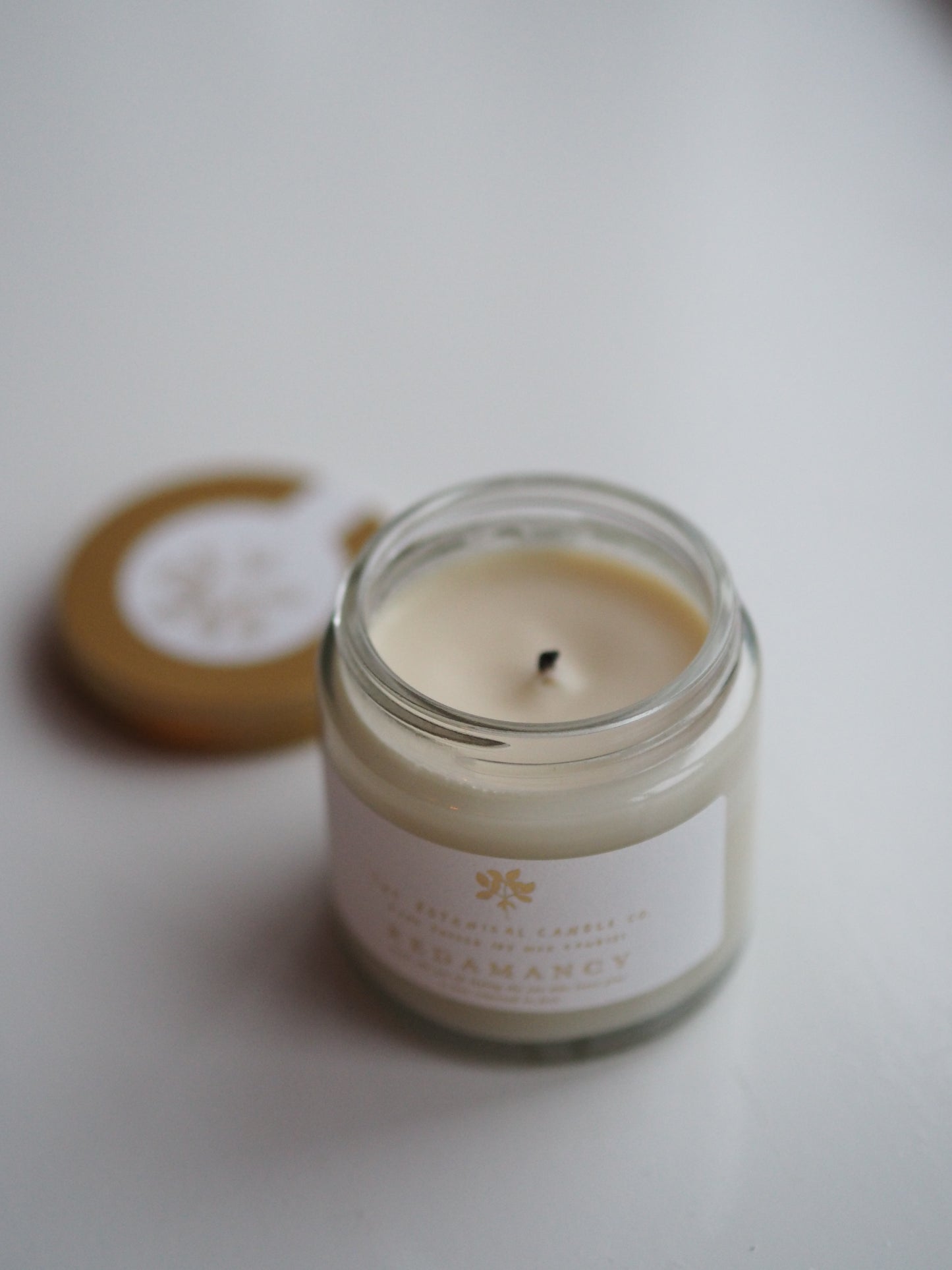 Assorted Pilea Family Planter