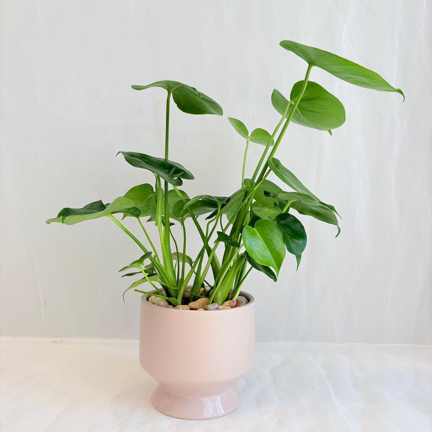 Monstera Deliciosa in Taupe Footed Pot