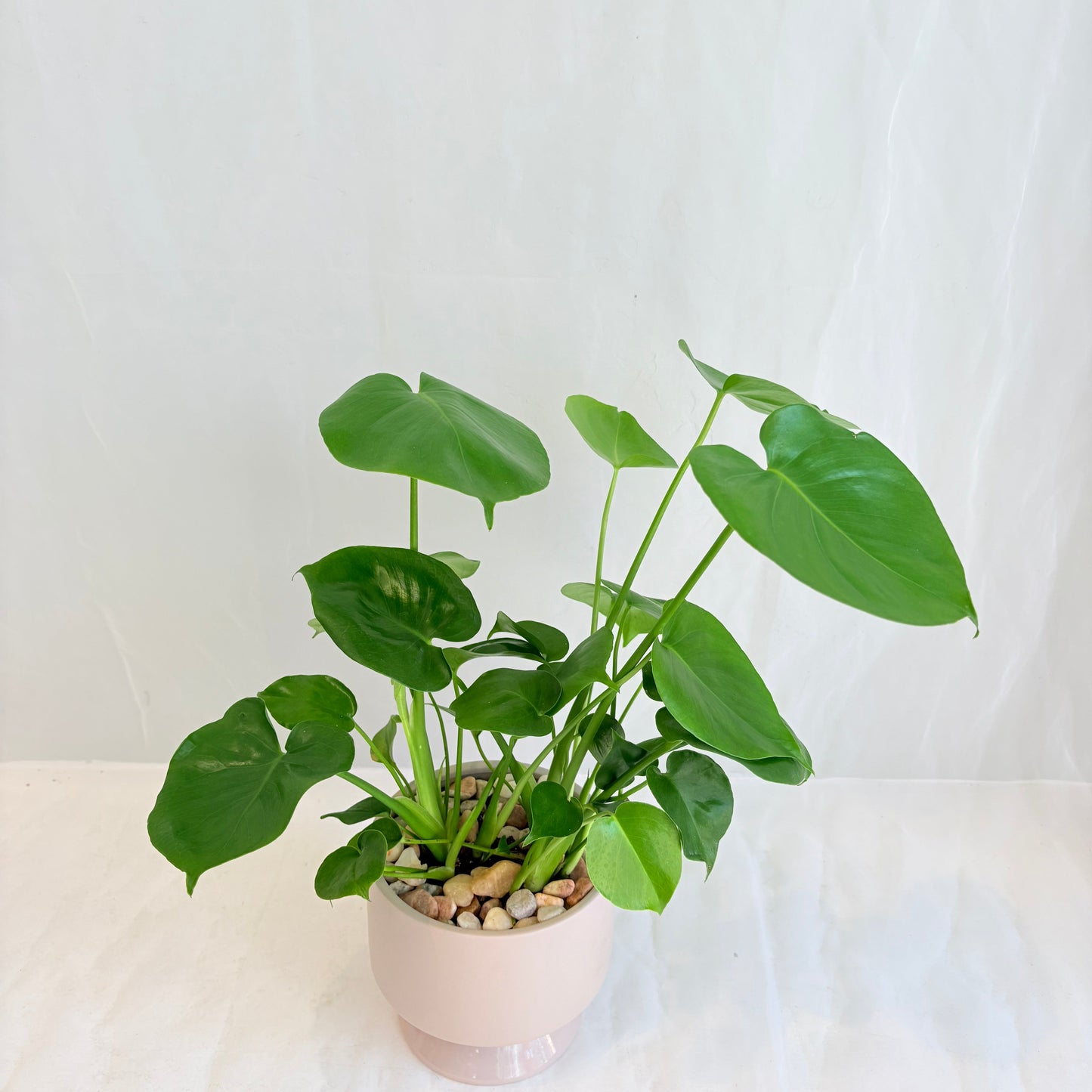 Monstera Deliciosa in Taupe Footed Pot