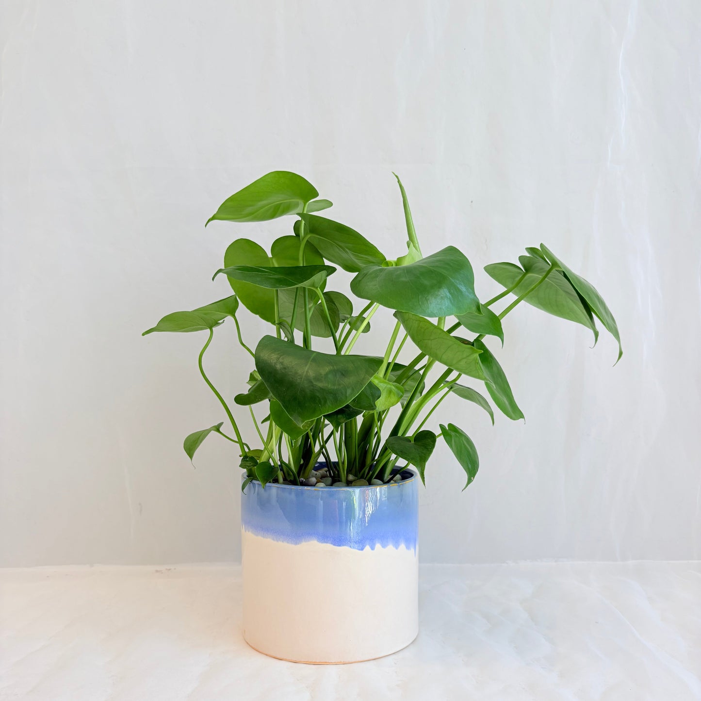 Monstera Deliciosa in Blue and White Pot