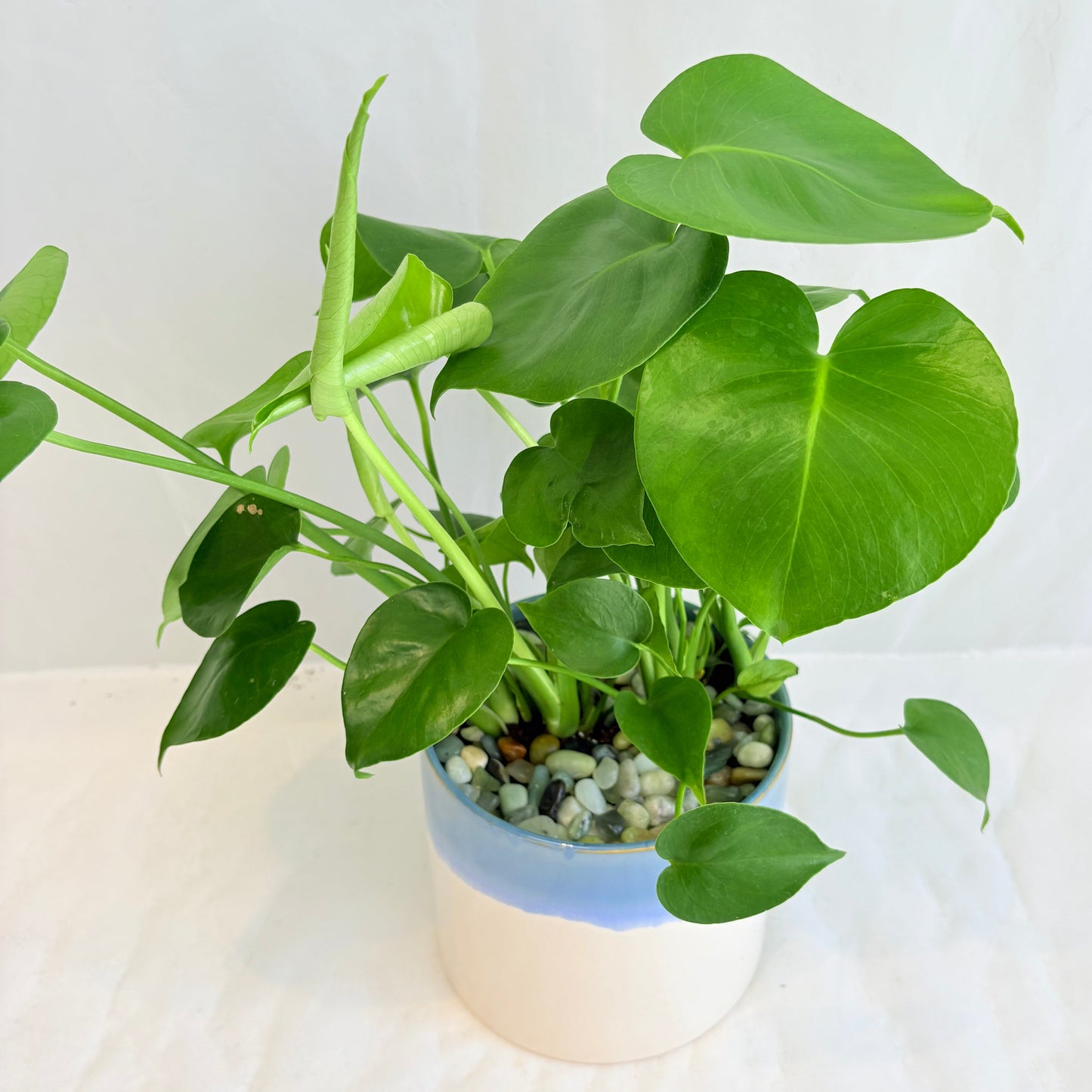Monstera Deliciosa in Blue and White Pot