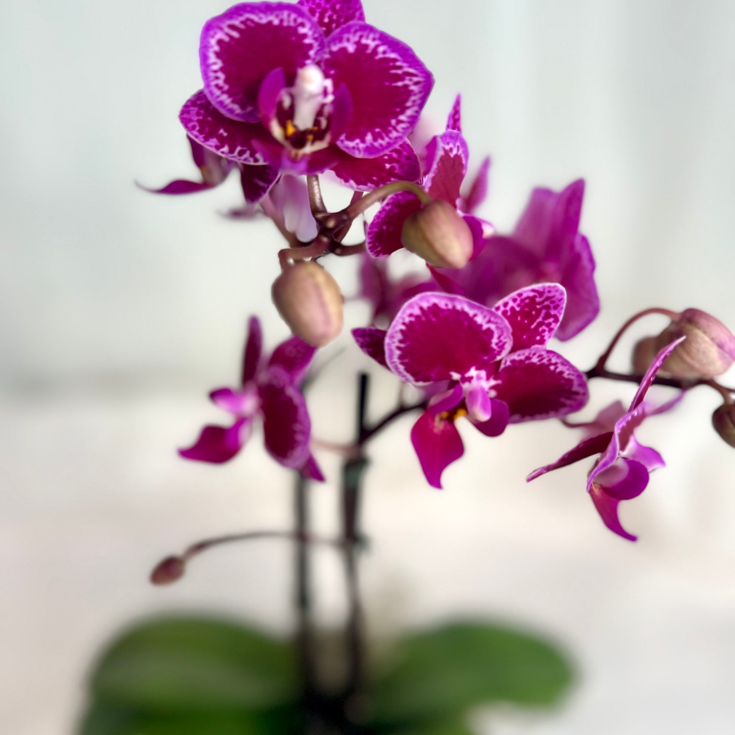 Mini Orchid - Fuchsia Variegated