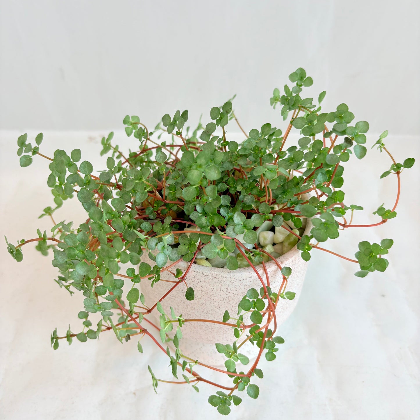 Pilea Aquamarine