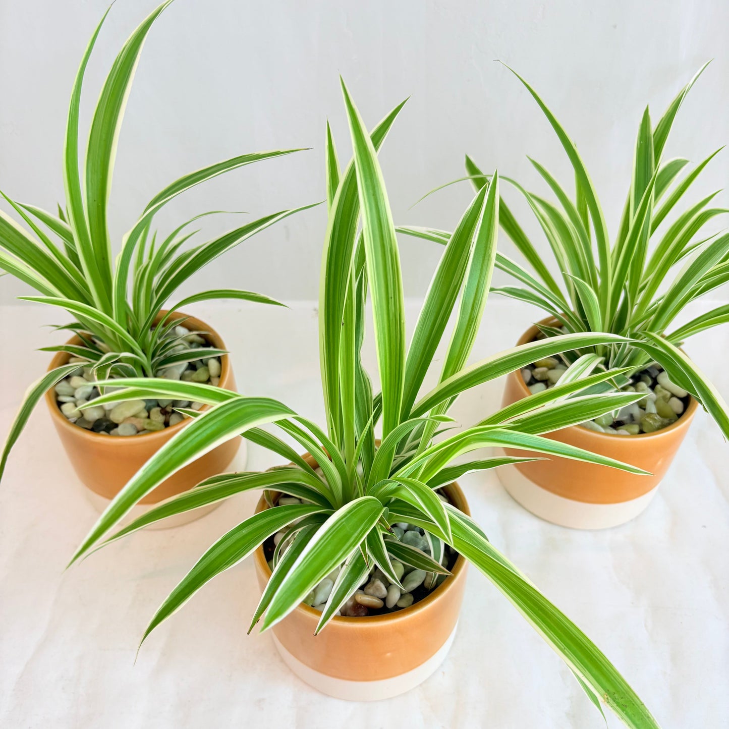 Spider Plant in White and Yellow Pot