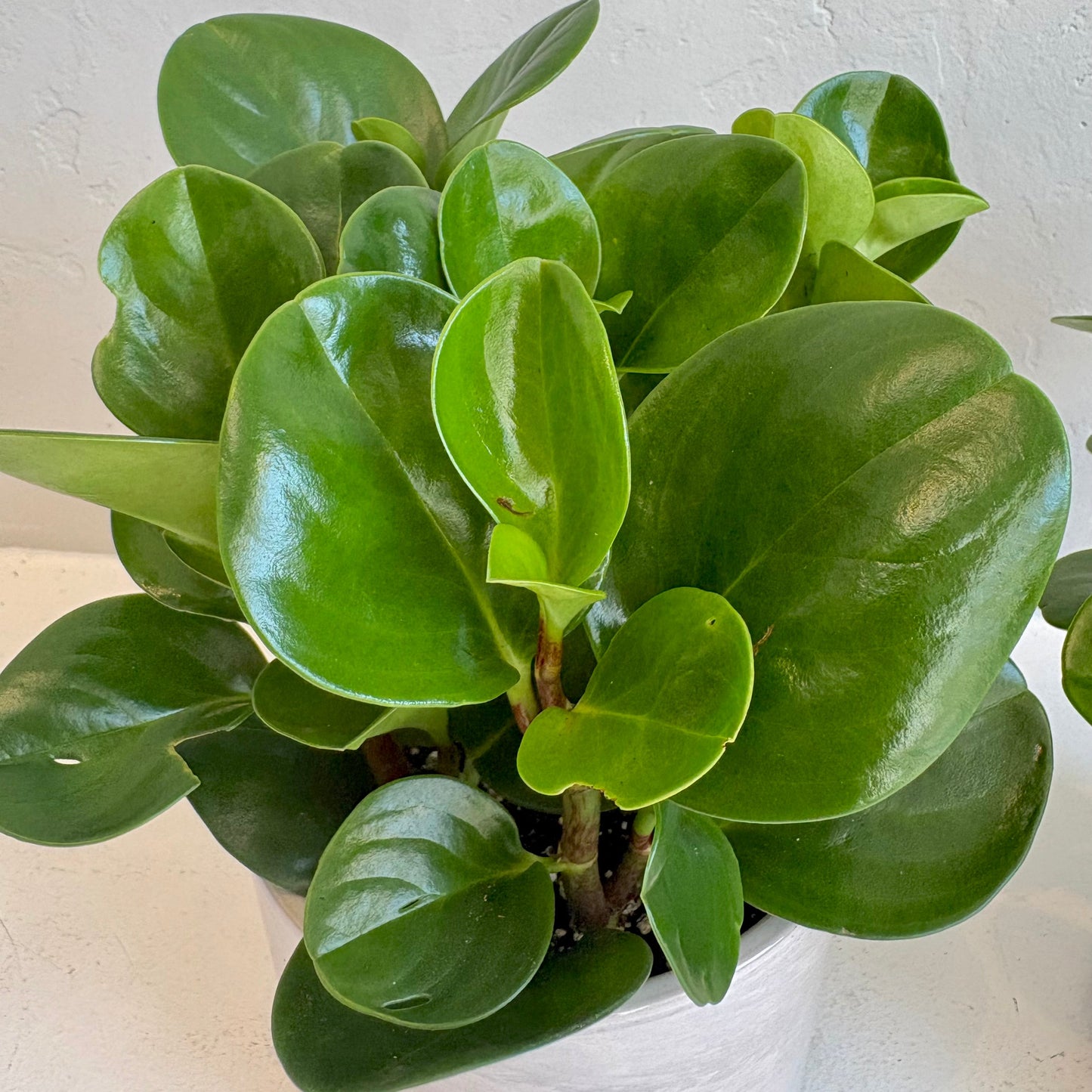 Green Peperomia