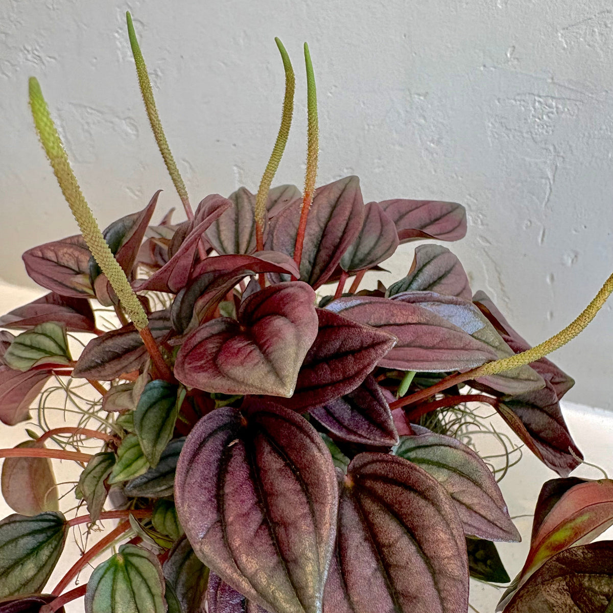 Peperomia Cayenne in Footed Pot