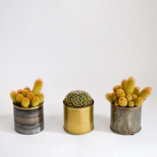 Cacti in Metal Pot