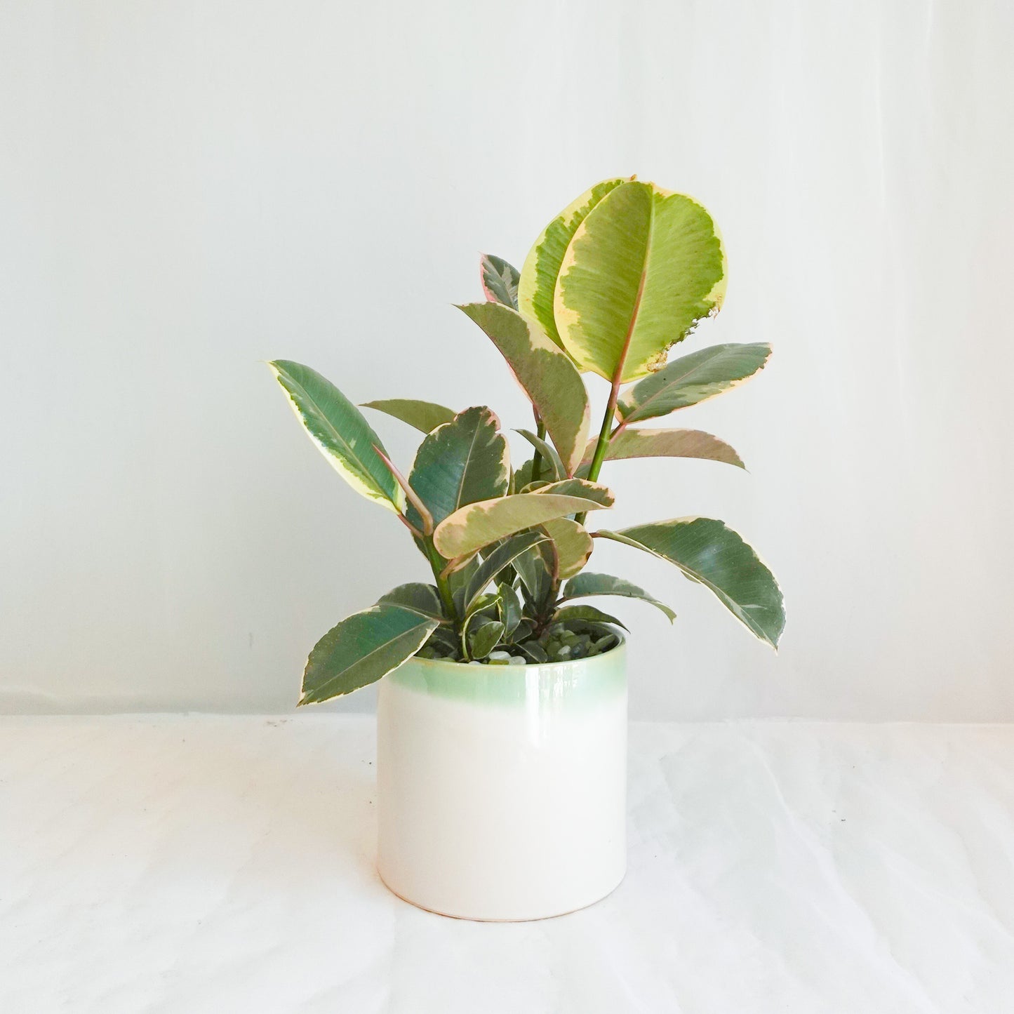 6" Tineke Ficus Plant
