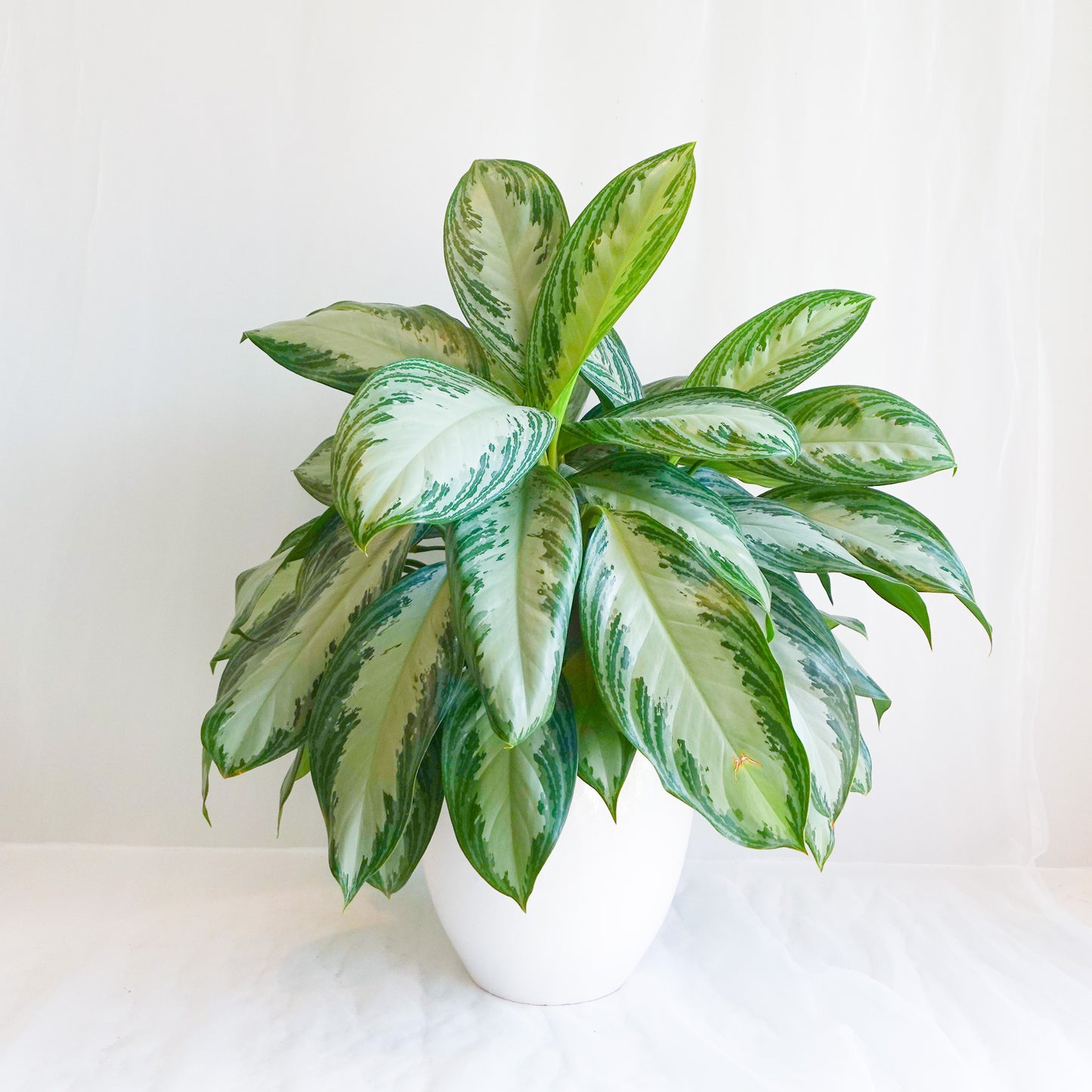 11" Silver Bay Aglaonema in Ceramic Pot