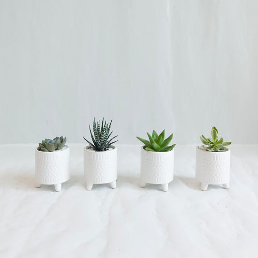 Mini Assorted Succulent in White Footed Pot