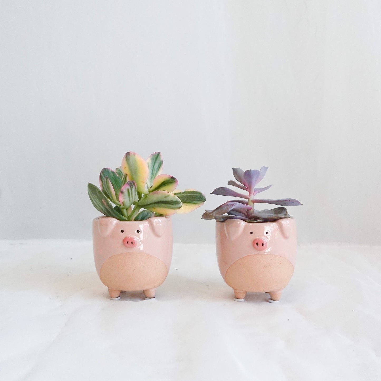 Assorted Succulents in Pig Pot