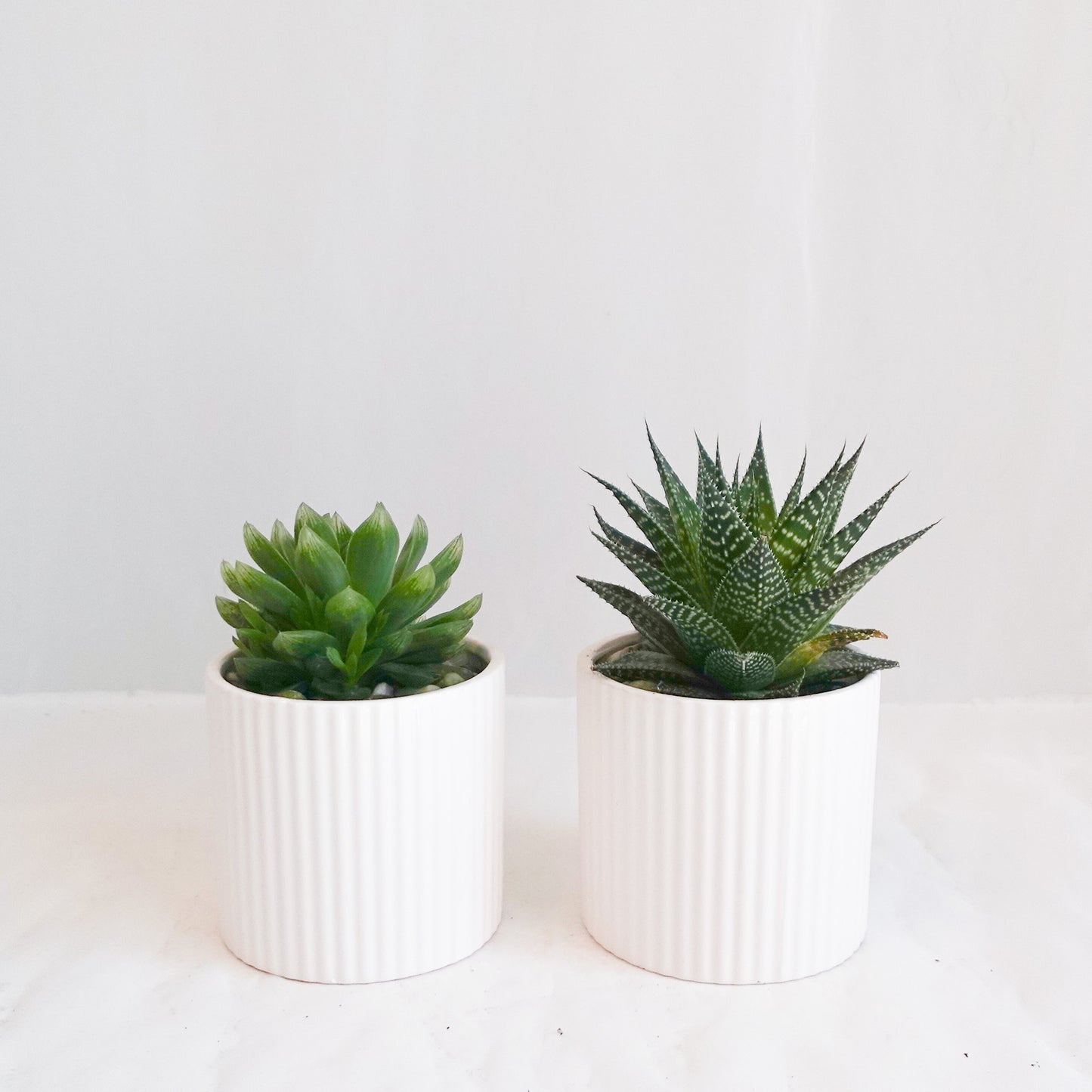 Assorted Succulent in 5" White Ribbed Pots