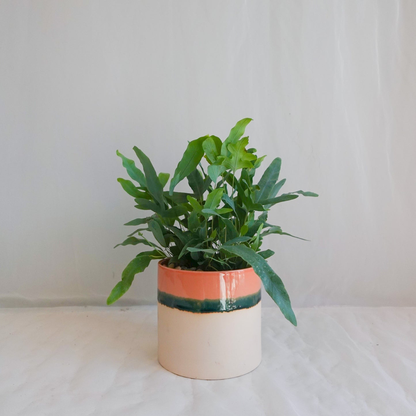 Blue Star Fern in Watercolour Glaze Pot