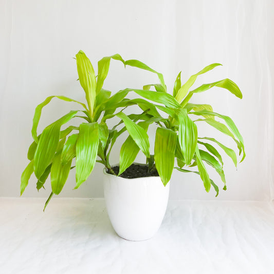 Dracaena Limelight in 8.5" Ceramic Pot