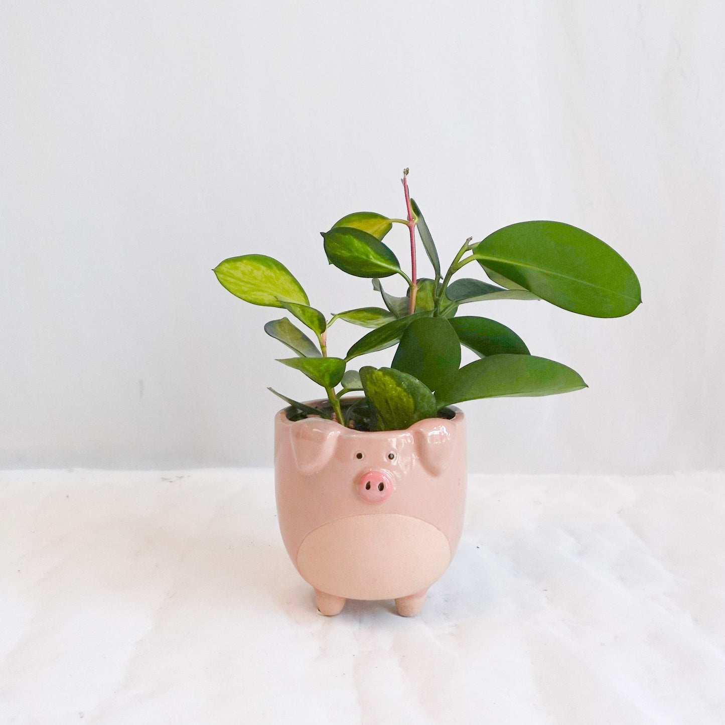 Miss Piggy's Hoya