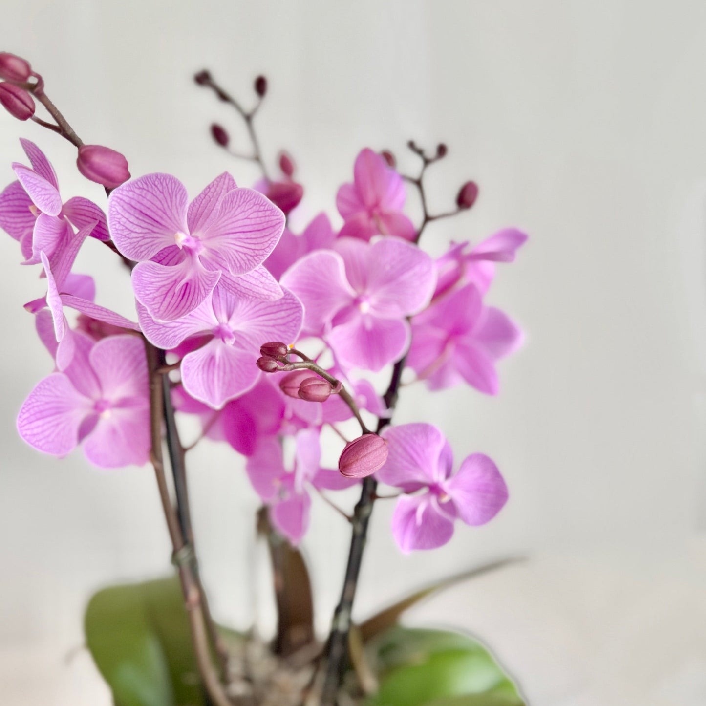 Lavender Mini Orchid Planter