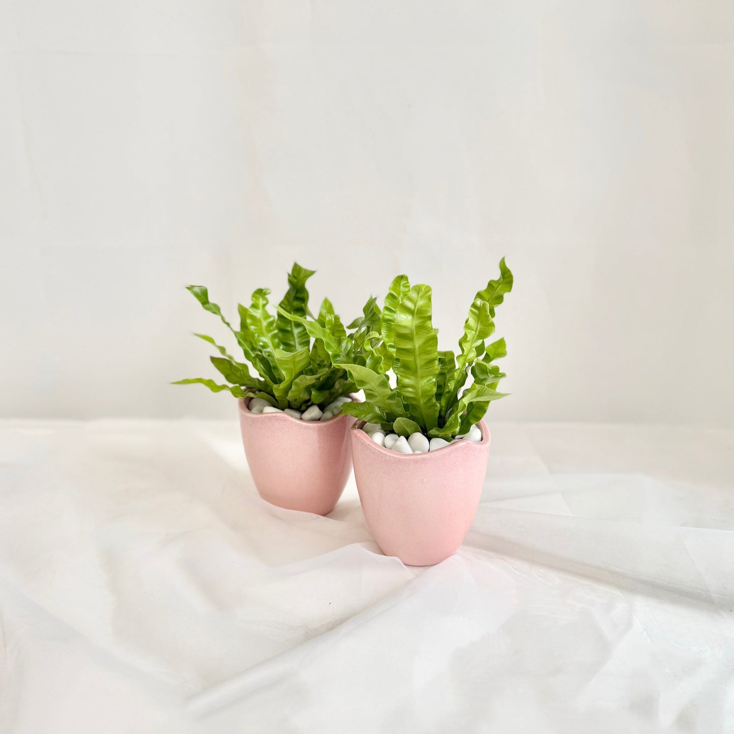 Crispy Wave Fern in Pink Pot
