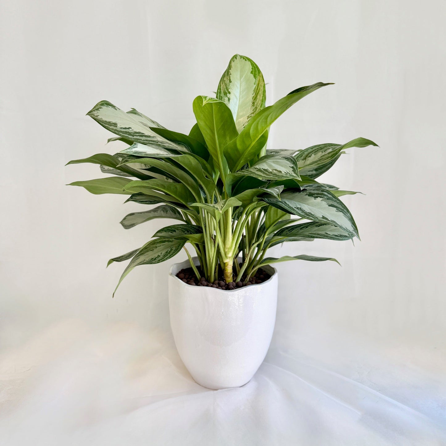 11" Silver Bay Aglaonema in Ceramic Pot