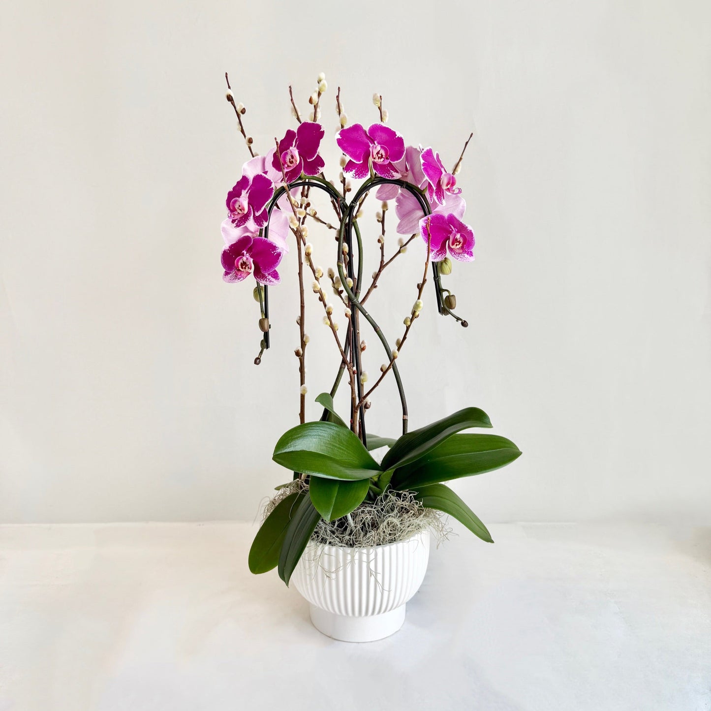 Magenta Variegated Double Plant Orchid