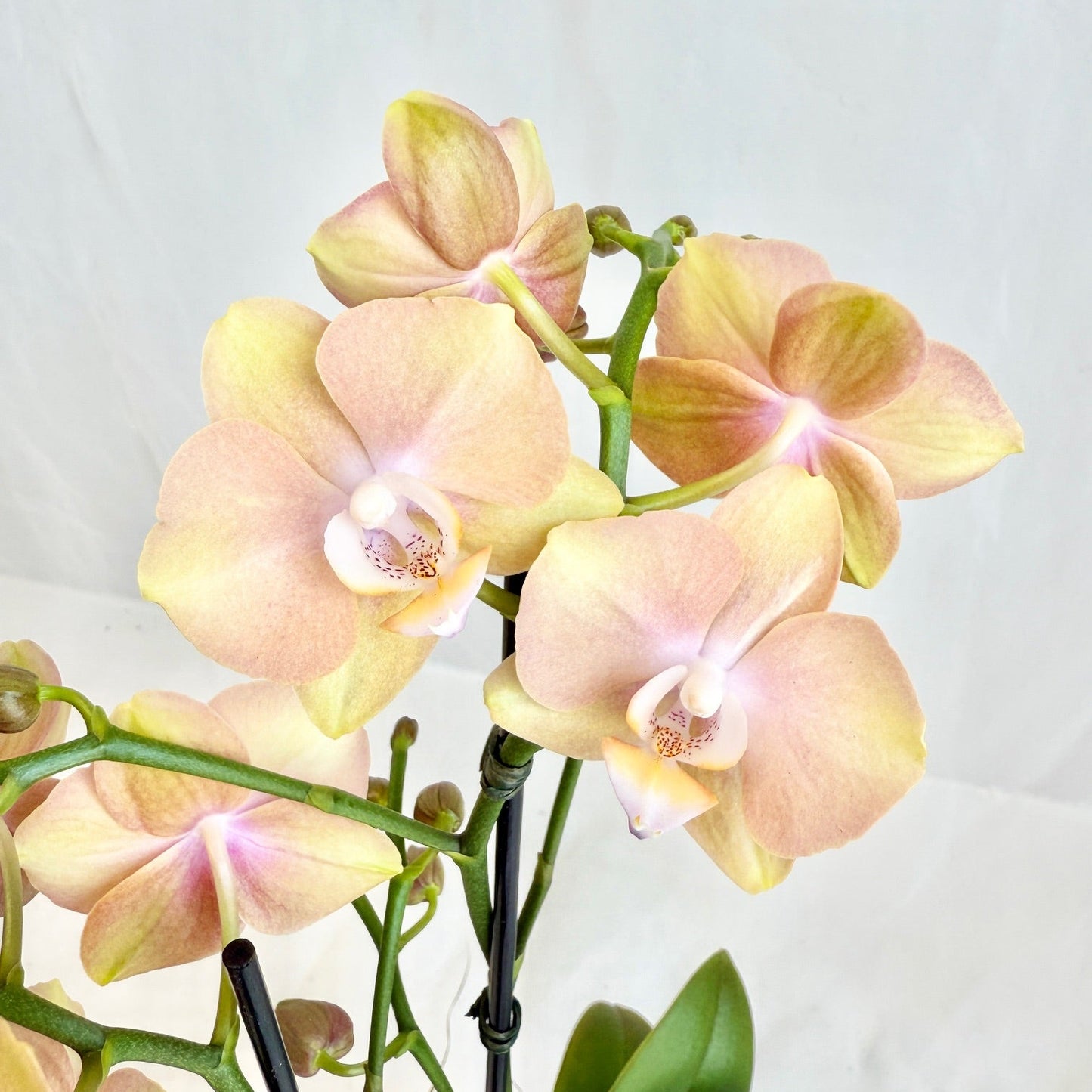 Mini Orchid - Peach Lemonade