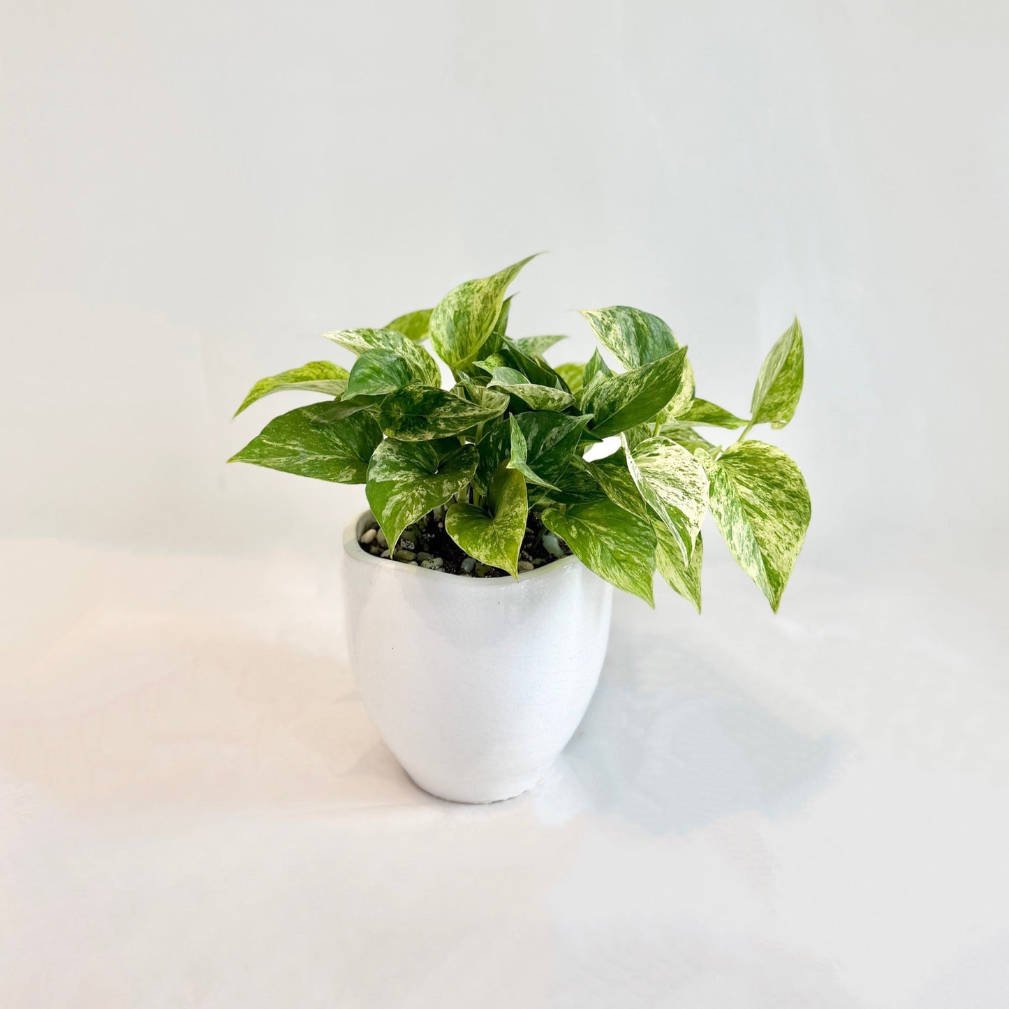 Marble Queen Pothos in White Pot