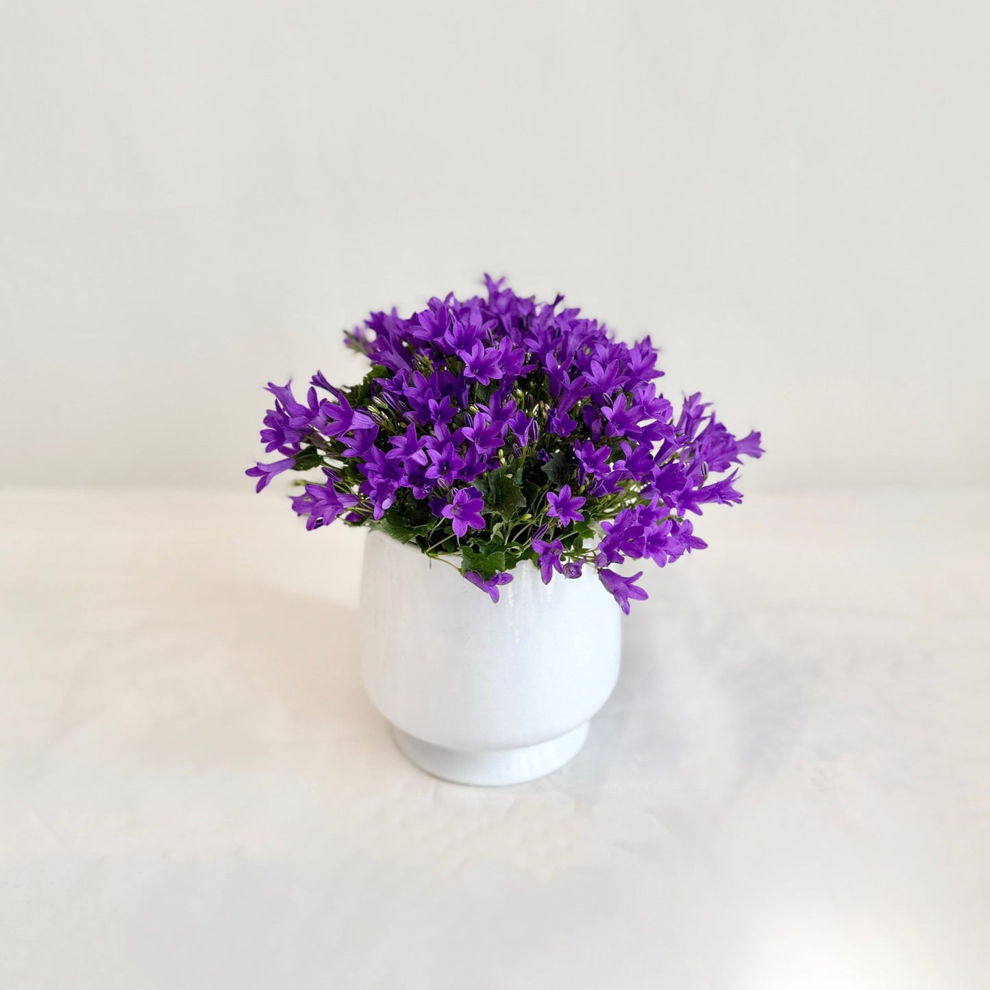 Campanula Plant in Ceramic Pot