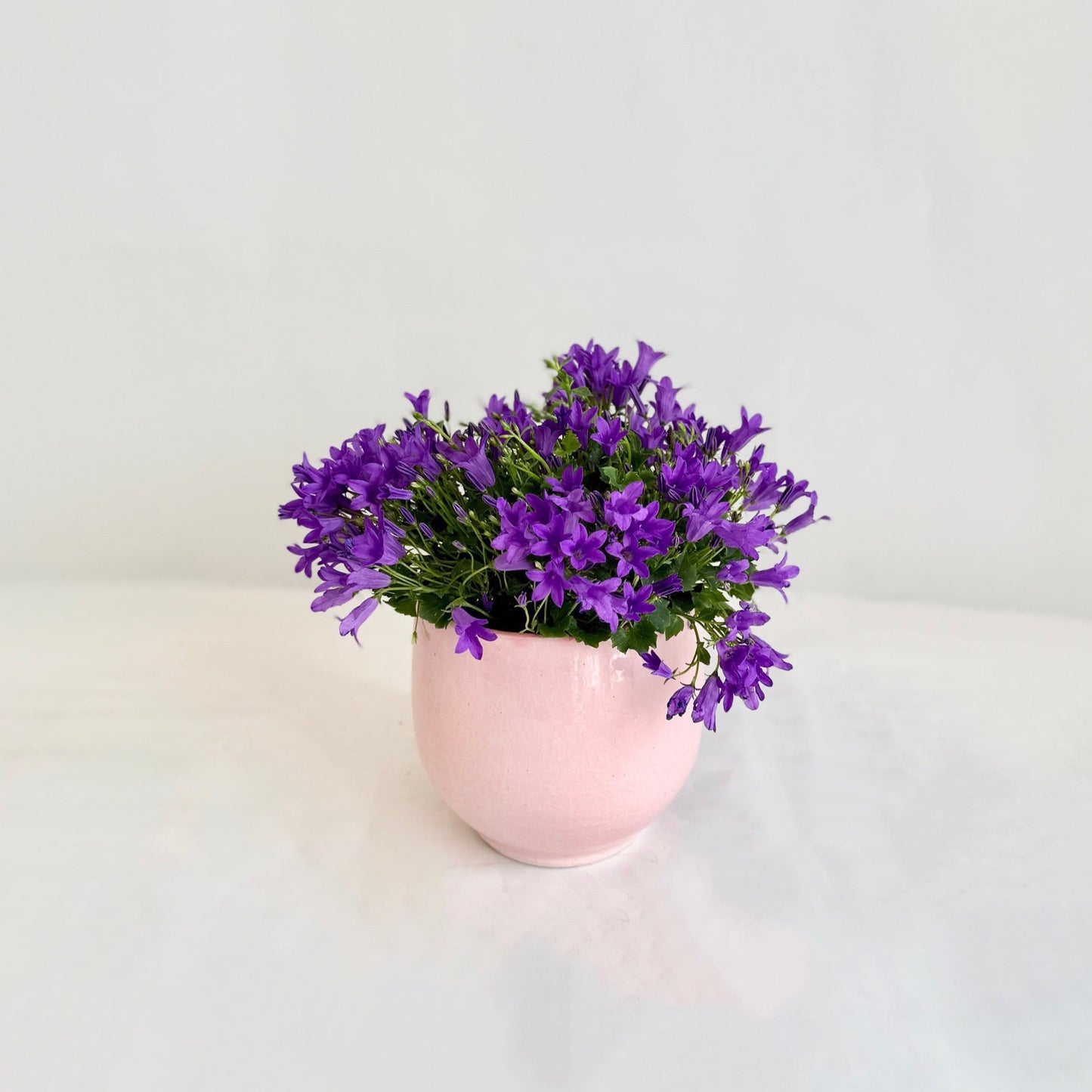Campanula Plant in Ceramic Pot