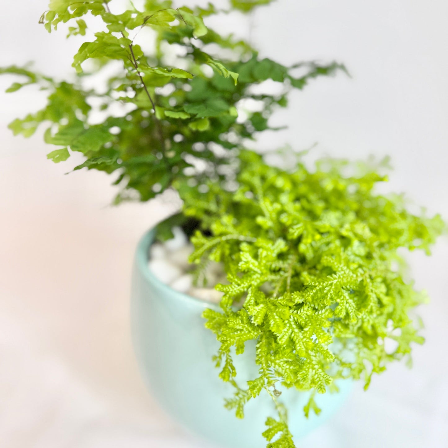 Pair of Ferns