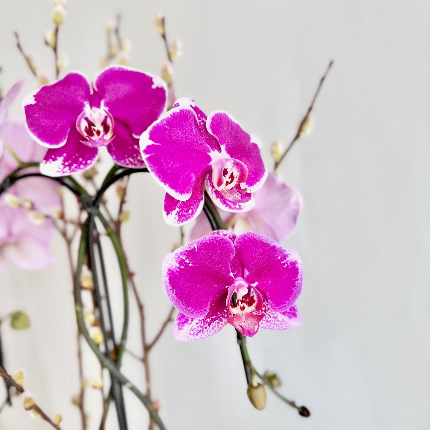 Magenta Variegated Double Plant Orchid