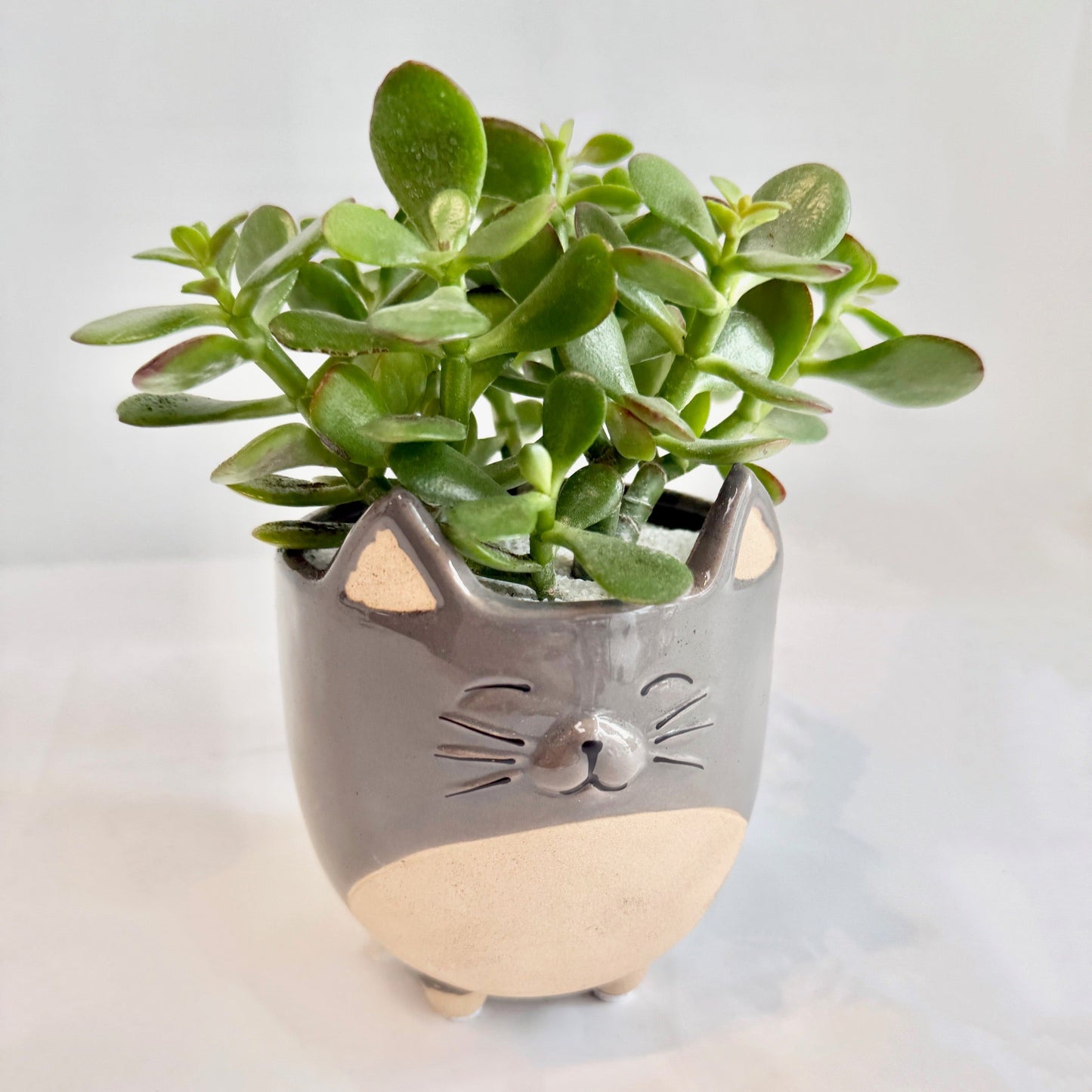 4" Jade in Cat Planter