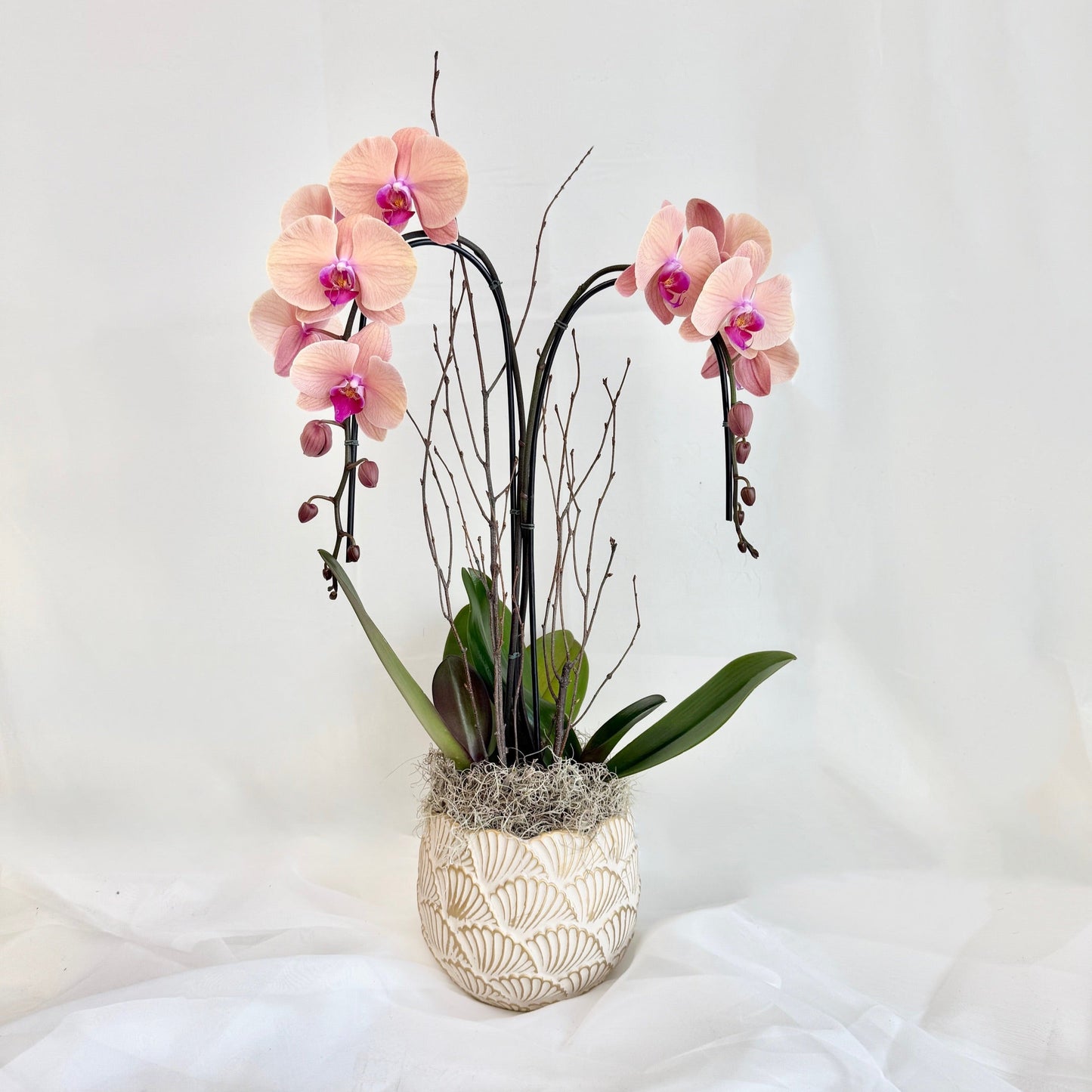 Peach Double Plant Orchid
