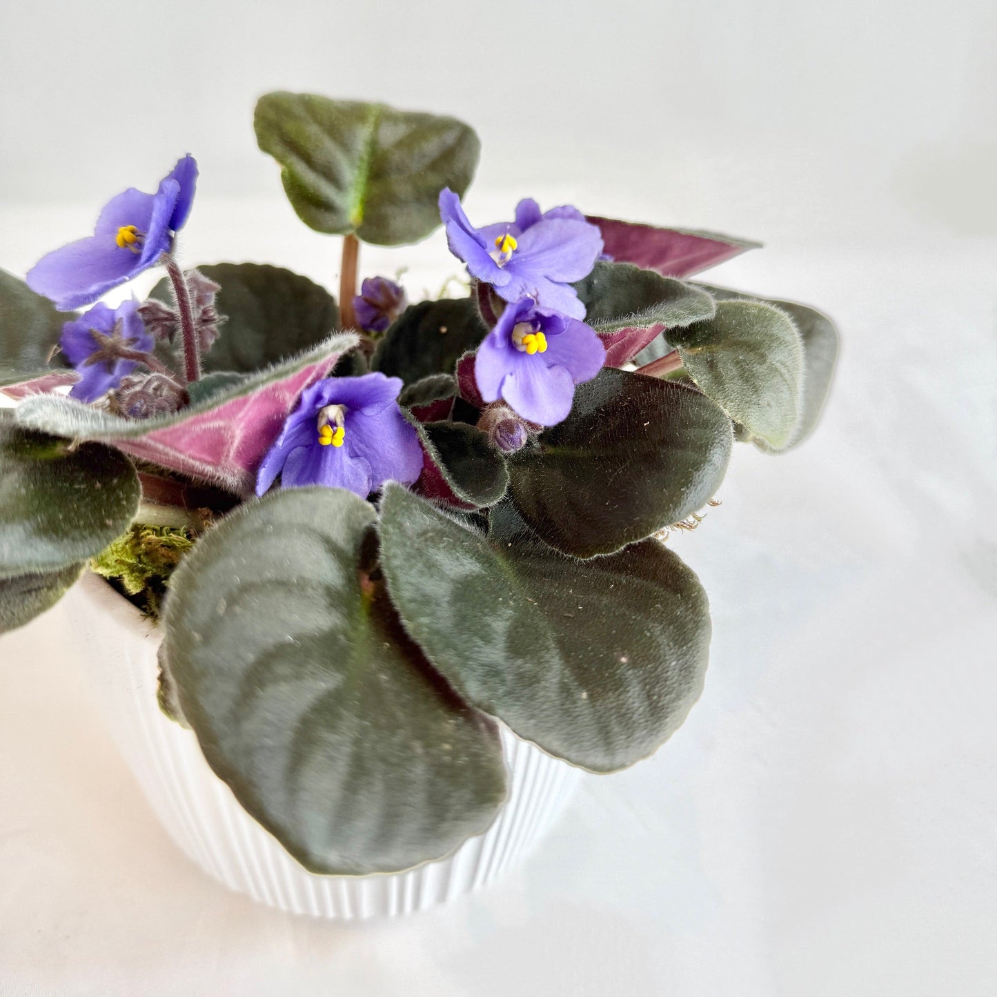 African Violets in White Pot