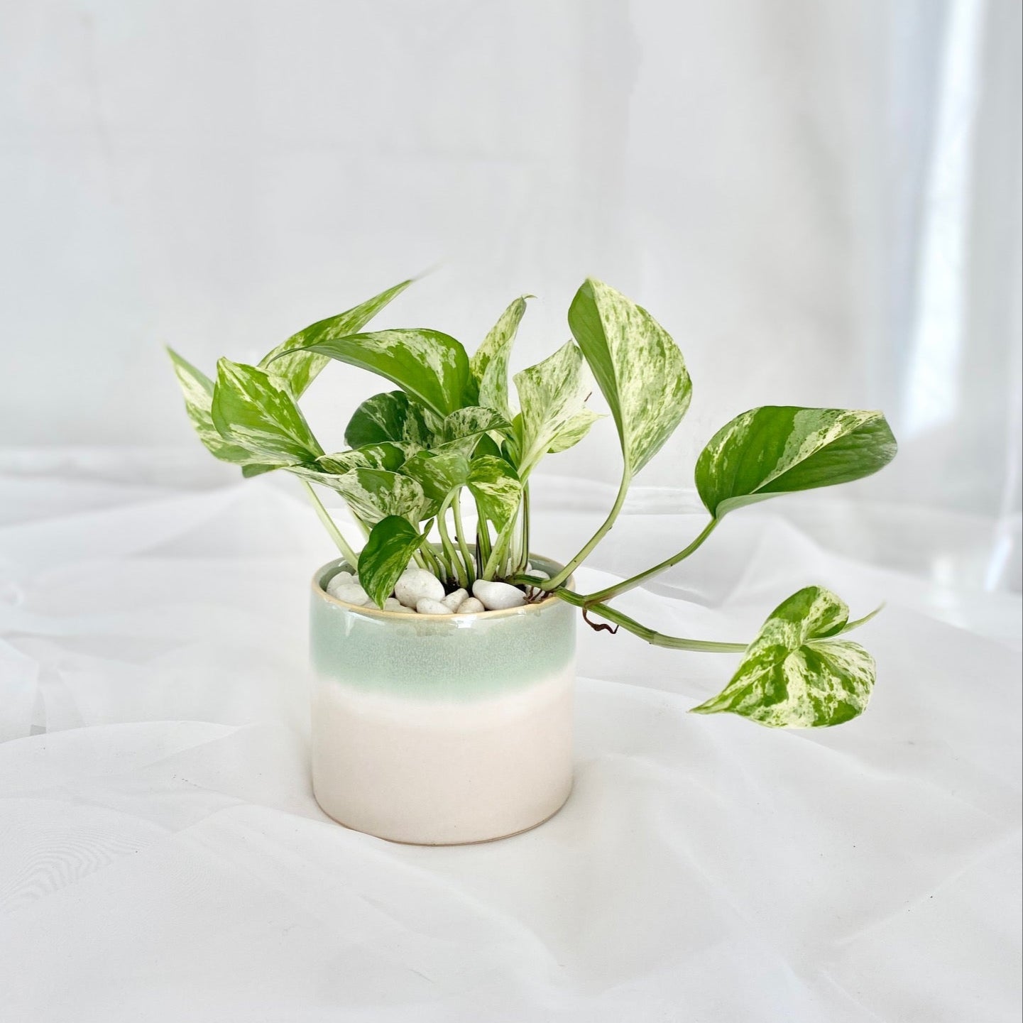 Lady Valentine Aglaonema