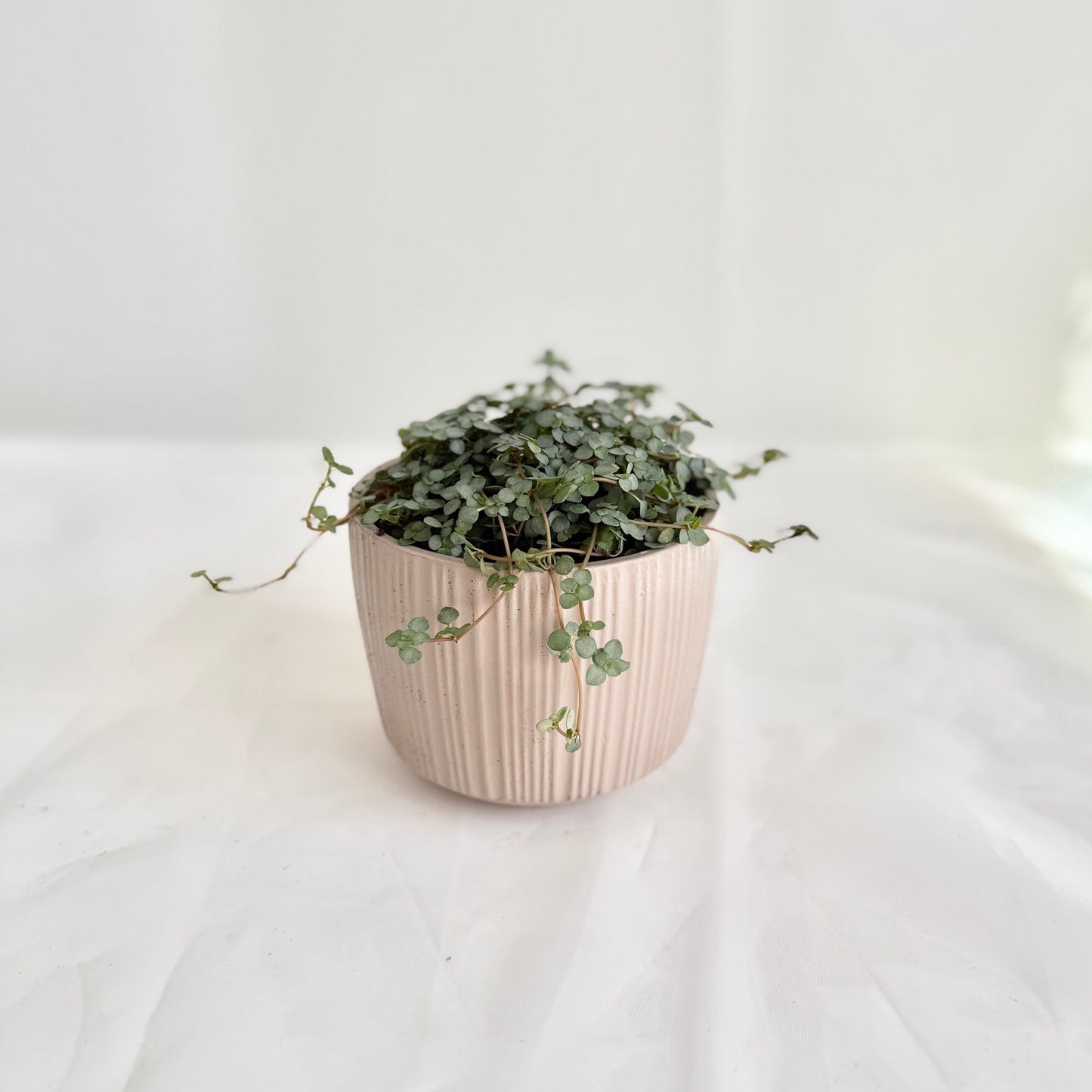 Aquamarine Pilea in Ribbed Ceramic Pot