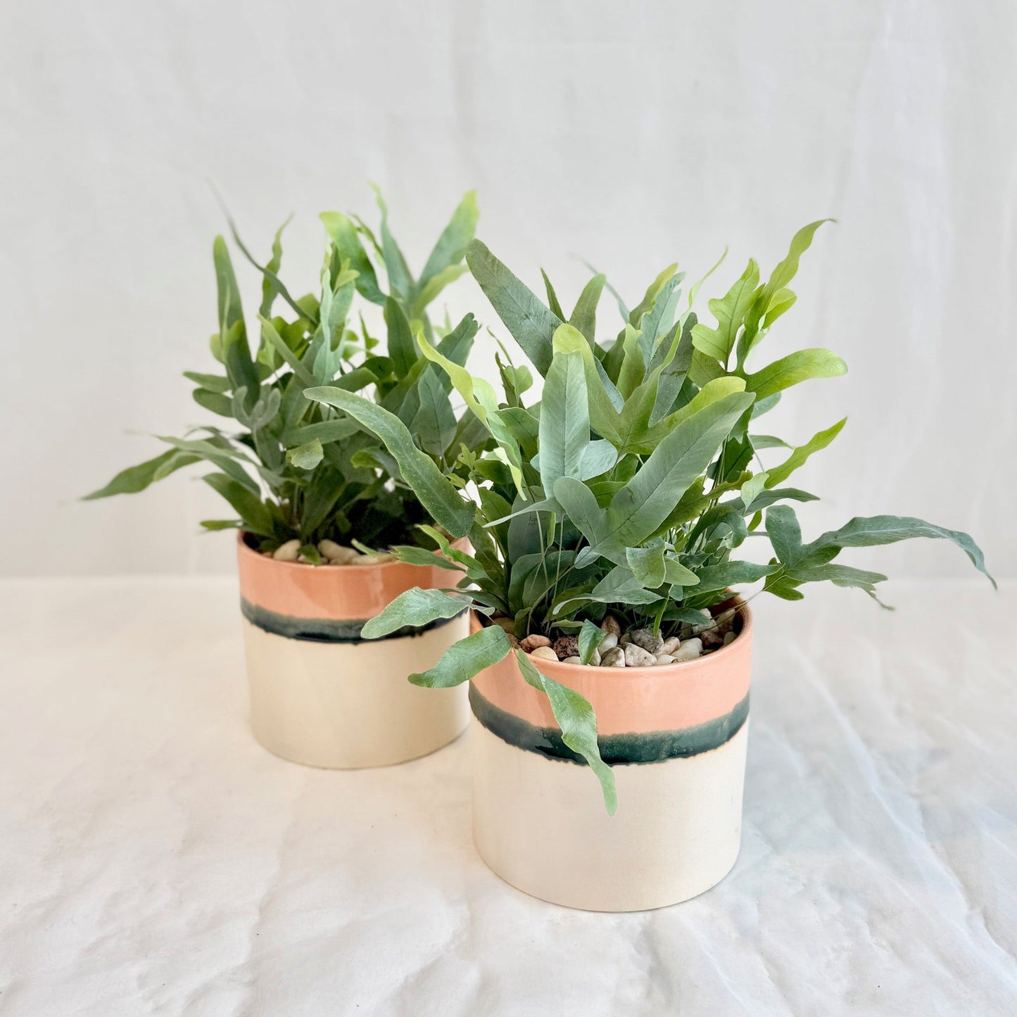 Blue Star Fern in Watercolour Glaze Pot