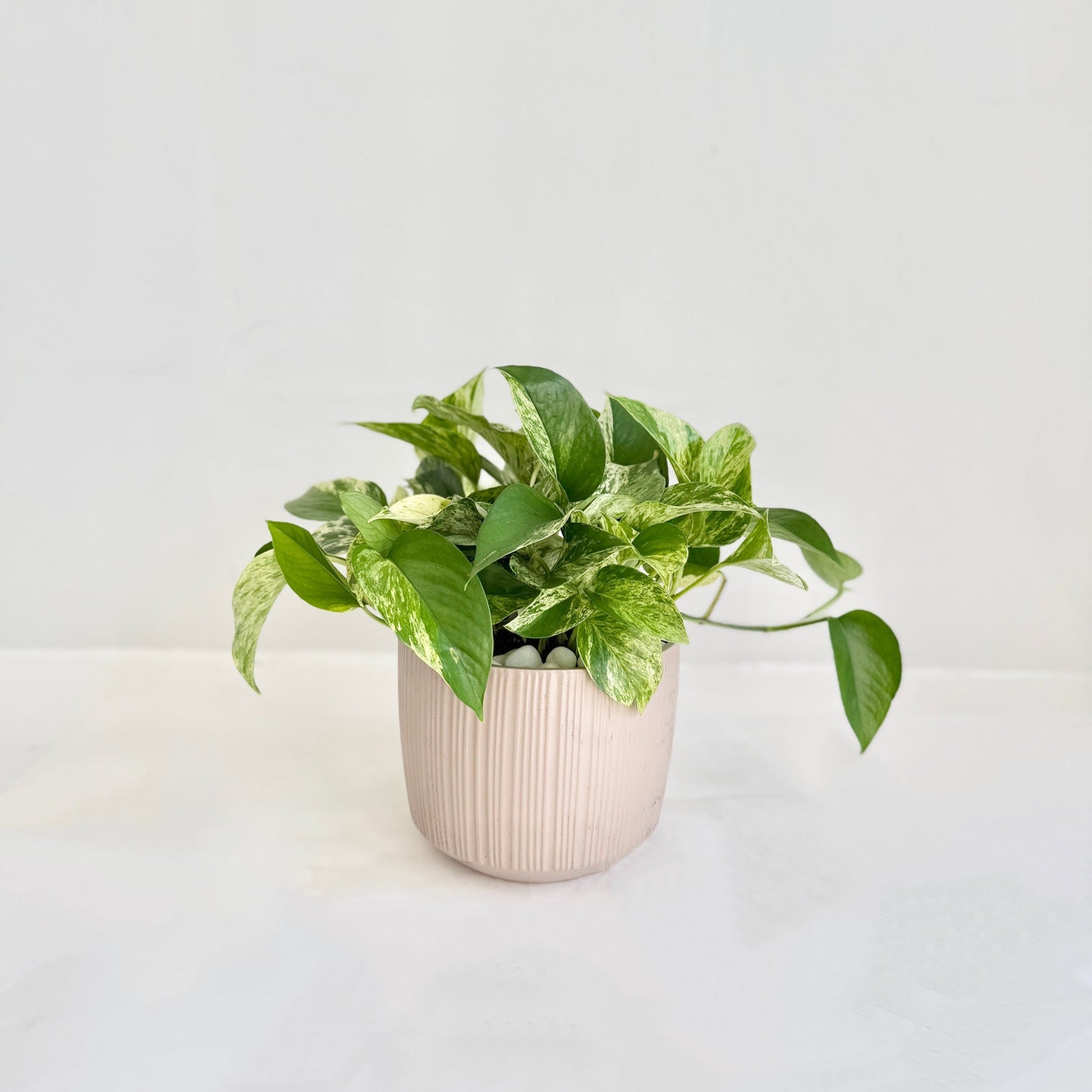 Marble Queen Pothos in Taupe Pot