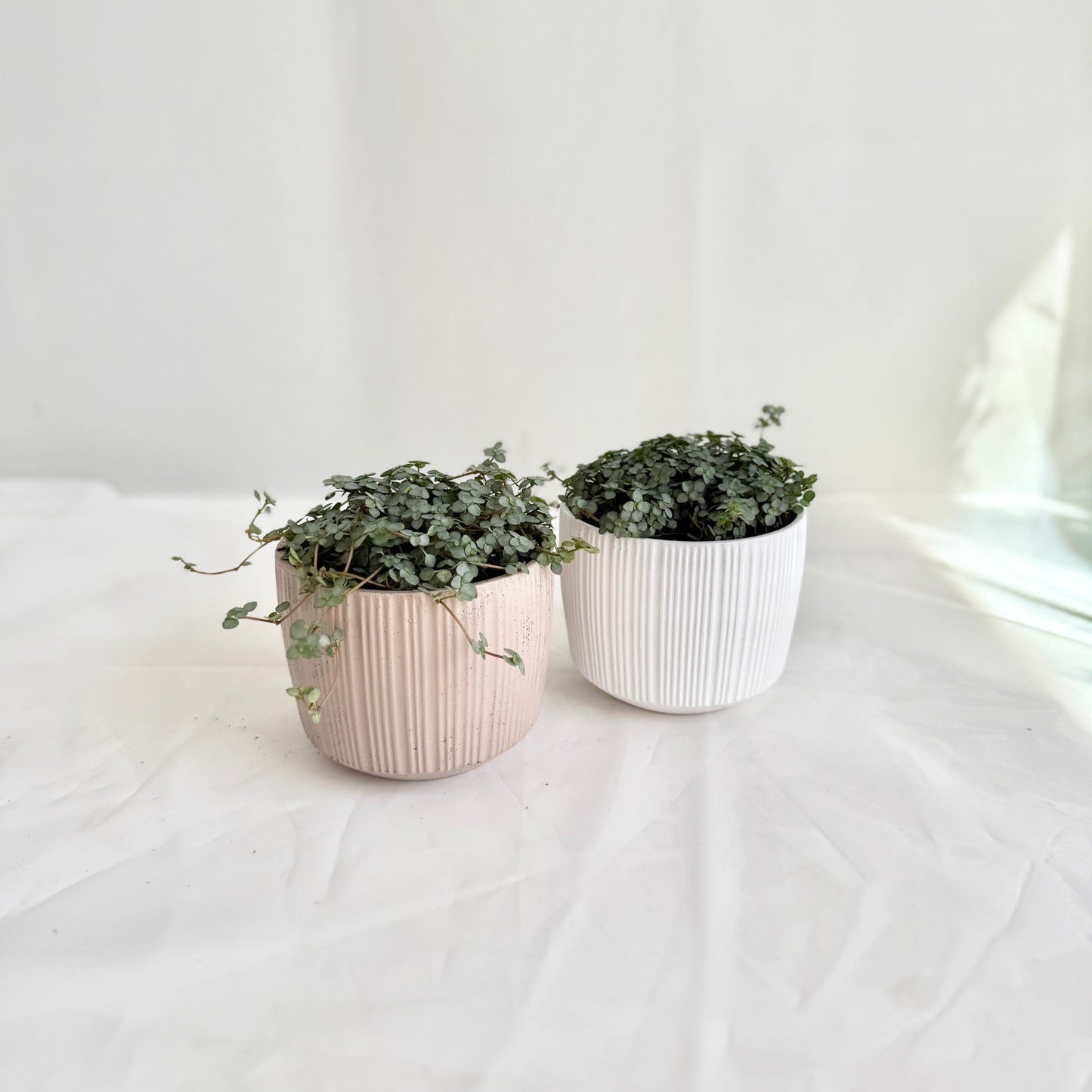 Aquamarine Pilea in Ribbed Ceramic Pot