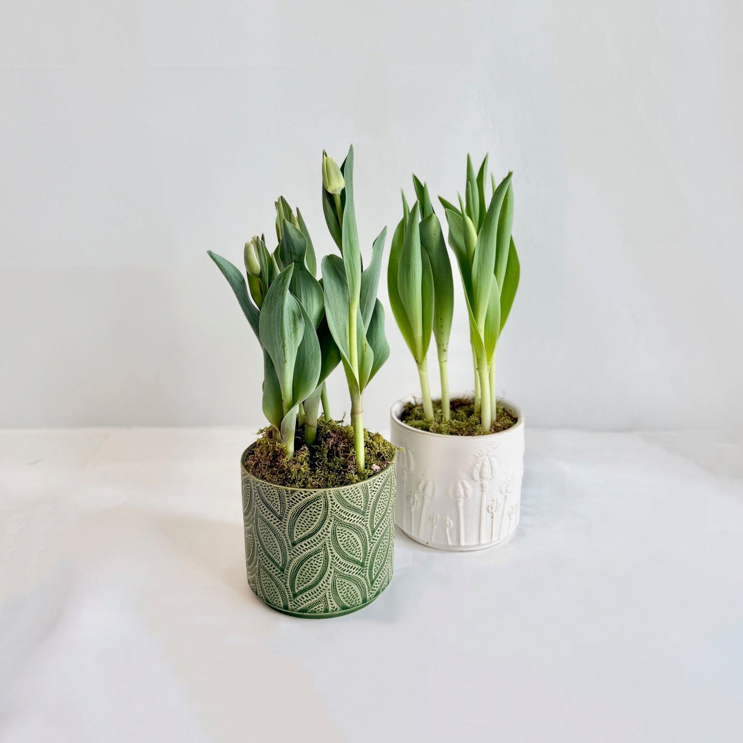 Tulips in Embossed Pot