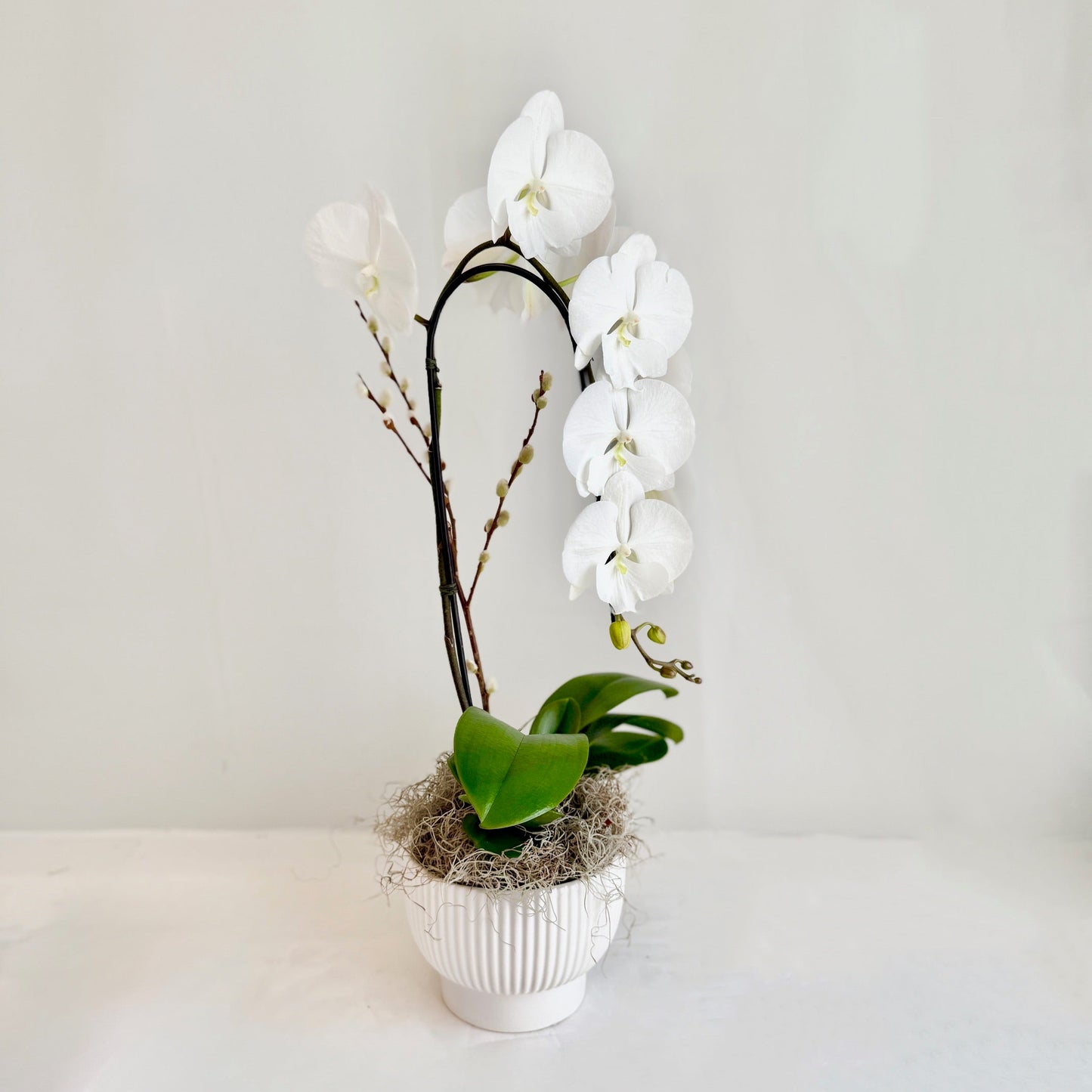 White Single Stem Orchid